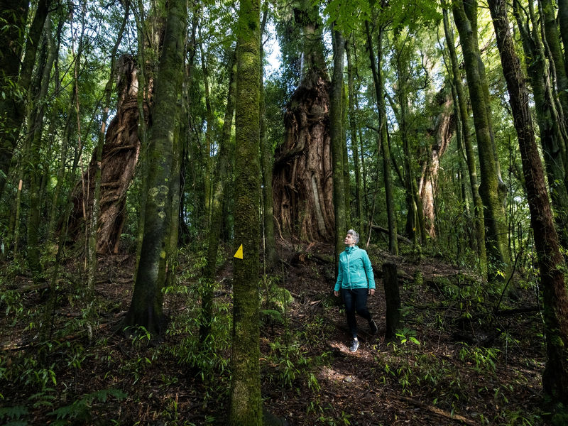 Timber Trail walks, Mount Pureora.