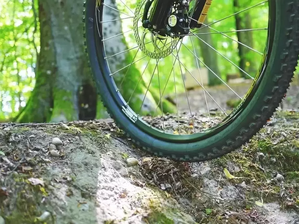 Tourism and Conservation Work Together at the Timber Trail