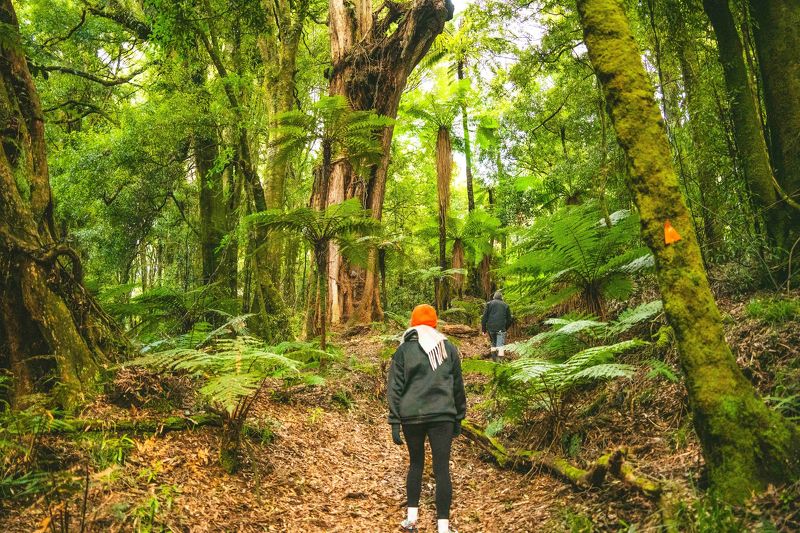 Walking and Hiking Pureora Forest Park - Rata Walk