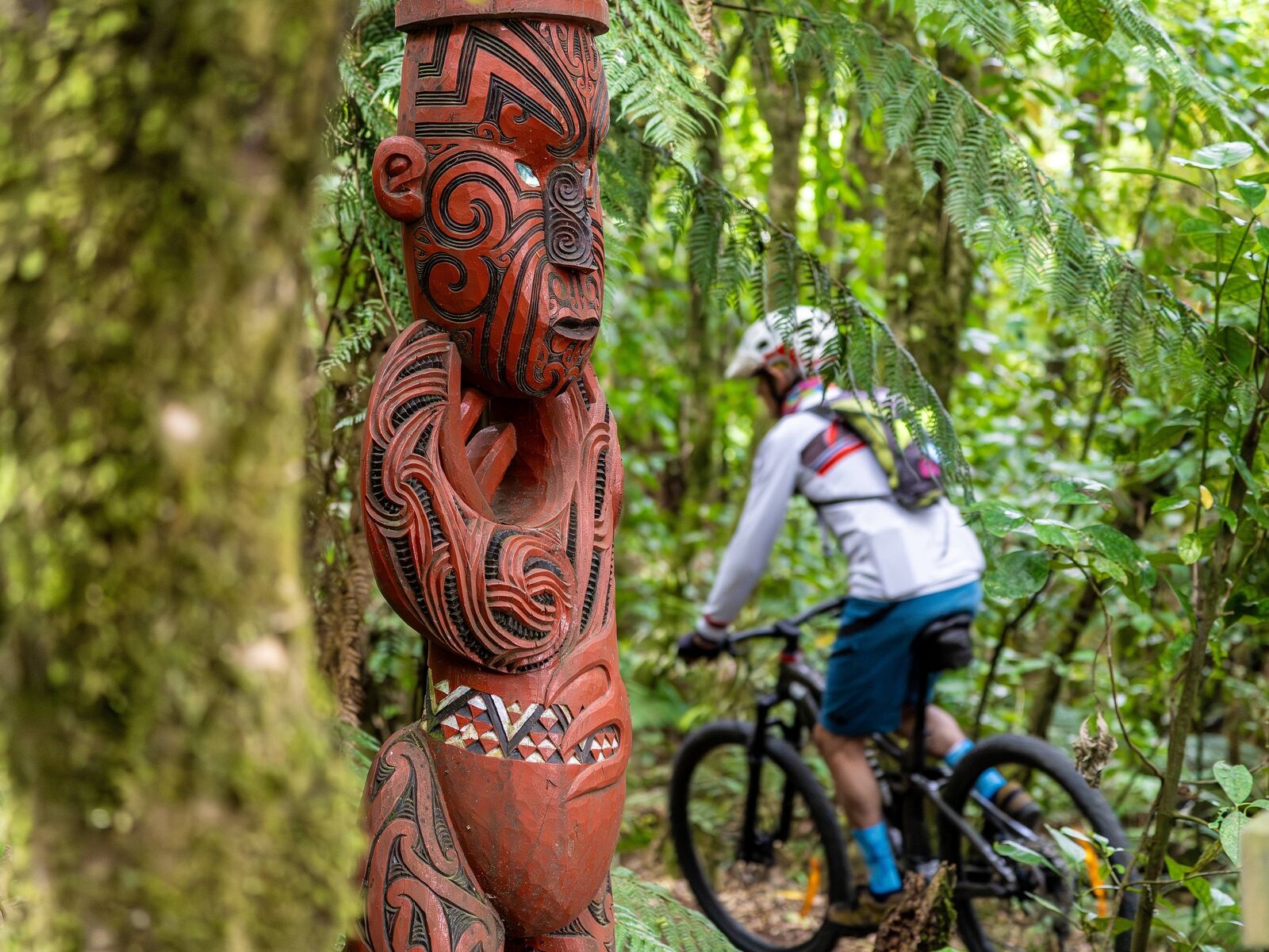 Timber Trail accommodation and shuttles.