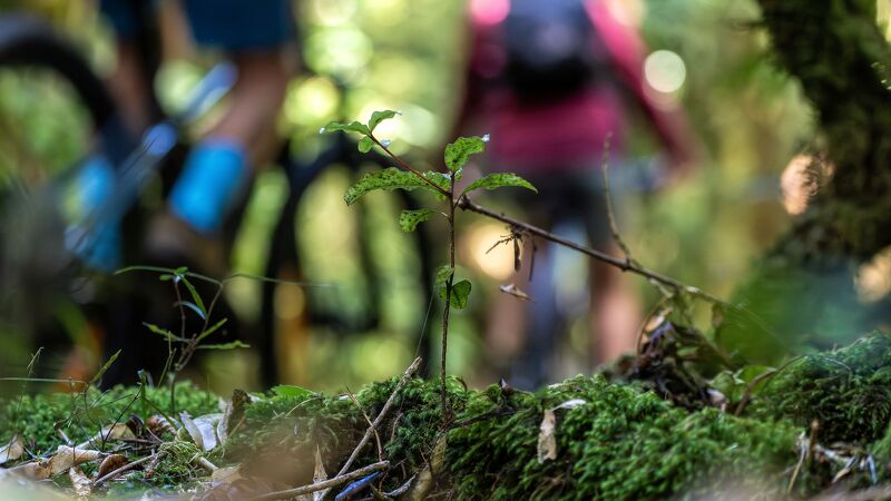 Timber Trail biking, Pureora Forest