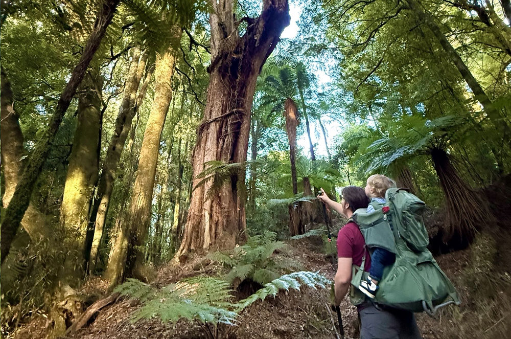 Timber Trail packages with accommodation and shuttles.