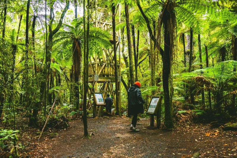 Timber Trail walks, Mount Pureora.