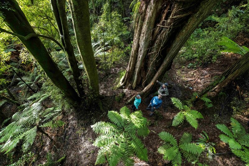 Timber Trail packages with accommodation and shuttles.